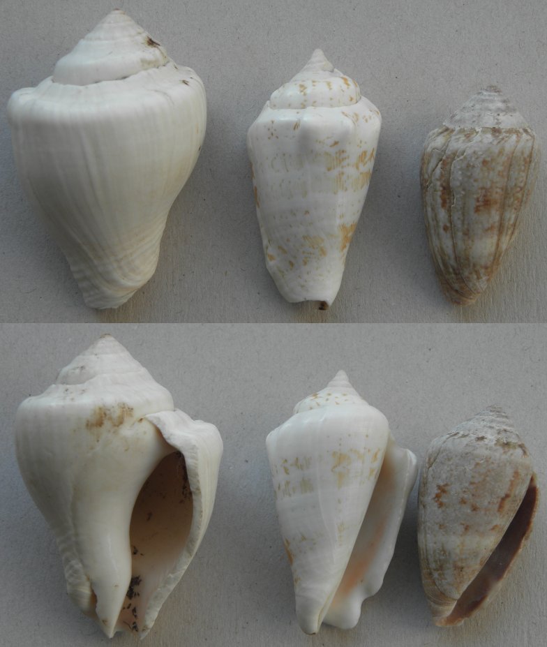 Conus ventricosus e?